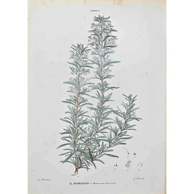 Vincenzo Tenore, Rosemary, Lithograph, 1870s For Sale
