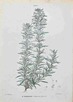 Vincenzo Tenore, Rosemary, Lithograph, 1870s