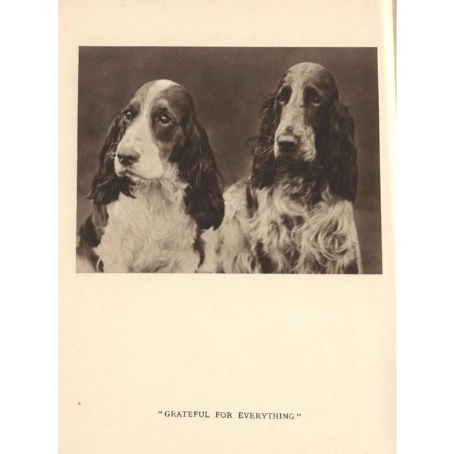 English Vintage Original Cocker Spaniel Dogs Print For Sale - Image 3 of 3