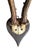 Early 1900s Roe Deer Trophy 136 Black Forest Antlers For Sale - Image 4 of 5