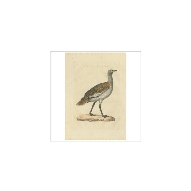 Cornelius Nozeman, M. Houttuyn & J. C. Sepp, Bird Illustration of the Great Bustard, 1829, Print For Sale - Image 3 of 8
