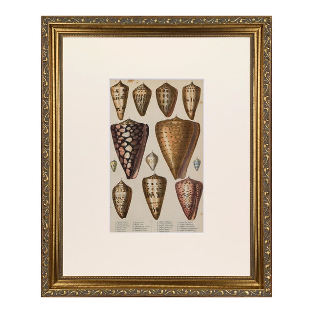 19th Century Antique Sea Shell Engraving by Goldsmith For Sale