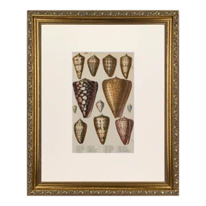 19th Century Antique Sea Shell Engraving by Goldsmith