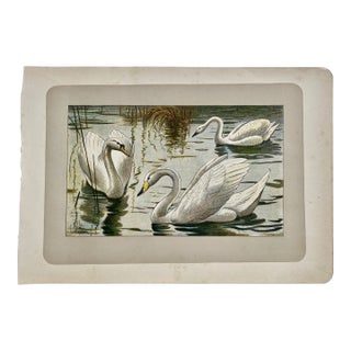 1907 French Photogravure Print of Swans - For Sale