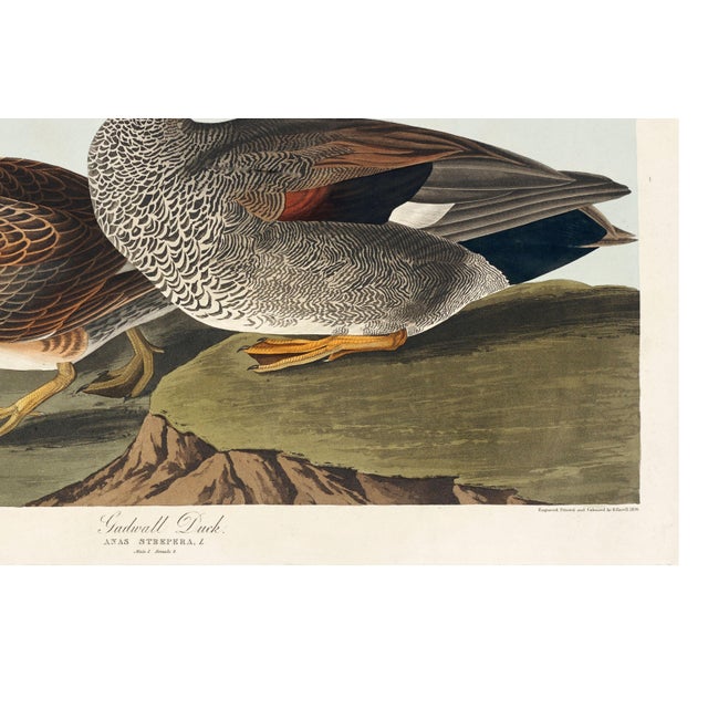 Canvas Backed Duck, Vintage Art Print Reproduction From Birds of America by John James Audubon, 60" X 40" For Sale - Image 10 of 10
