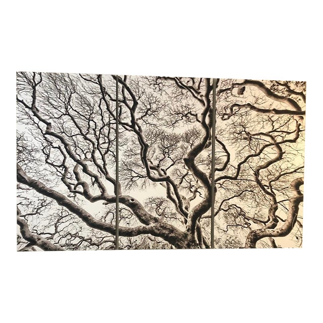 Russ Eddy's "Buck-Eye" Three Panel Installation, Framed- Set of 3 For Sale