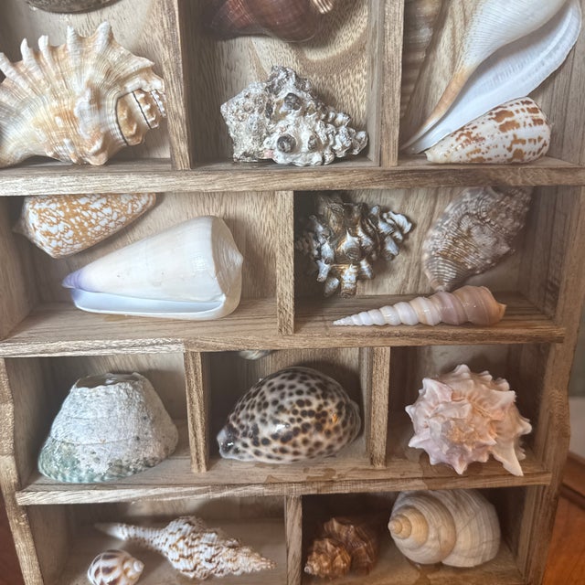 Coastal Vintage Curated Seashell Specimen Collection in Wooden Shadow Box Cabinet For Sale - Image 3 of 10