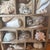Coastal Vintage Curated Seashell Specimen Collection in Wooden Shadow Box Cabinet For Sale - Image 3 of 10