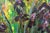 Contemporary Natalia Vypritskaia, the Dance of the Irises, 2026, Acrylic and Oil on Canvas For Sale - Image 3 of 10