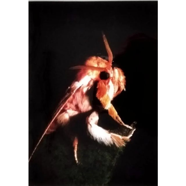 A.H., Nature Image, 1990, Photographic Print For Sale - Image 4 of 4