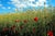 Giuseppe Marani, Red Spike Photograph on Photographic Paper, Modern Landscape, 2010s For Sale