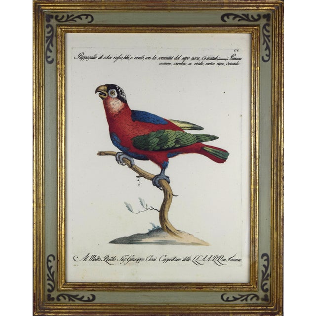 Italian Parrot Prints in Florentine Frames After Saverio Set