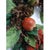 Pomegranate Winter Door Wreath Beautiful Realistic Holiday Christmas Arrangement For Sale - Image 9 of 16