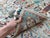 Sage Green Sultanabad Hand-Knotted Wool Rug - 6x8 For Sale - Image 11 of 13