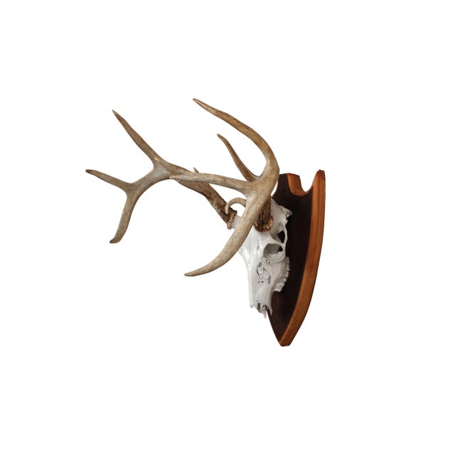 Rustic Mounted Atypical 9 Point Deer Skull - Abnormal Antlers For Sale - Image 3 of 11