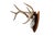 Rustic Mounted Atypical 9 Point Deer Skull - Abnormal Antlers For Sale - Image 3 of 11