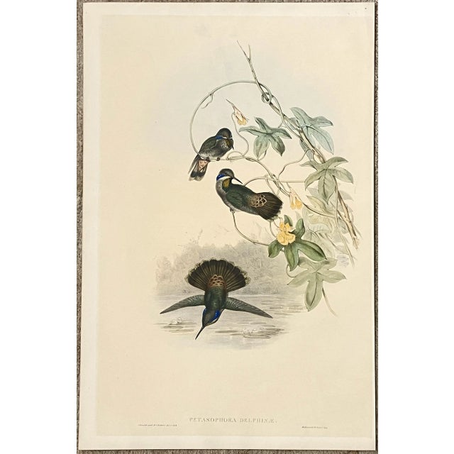 John Gould, H.C. Richter 19th Century Hand-Colored Lithograph of Hummingbirds For Sale - Image 11 of 11