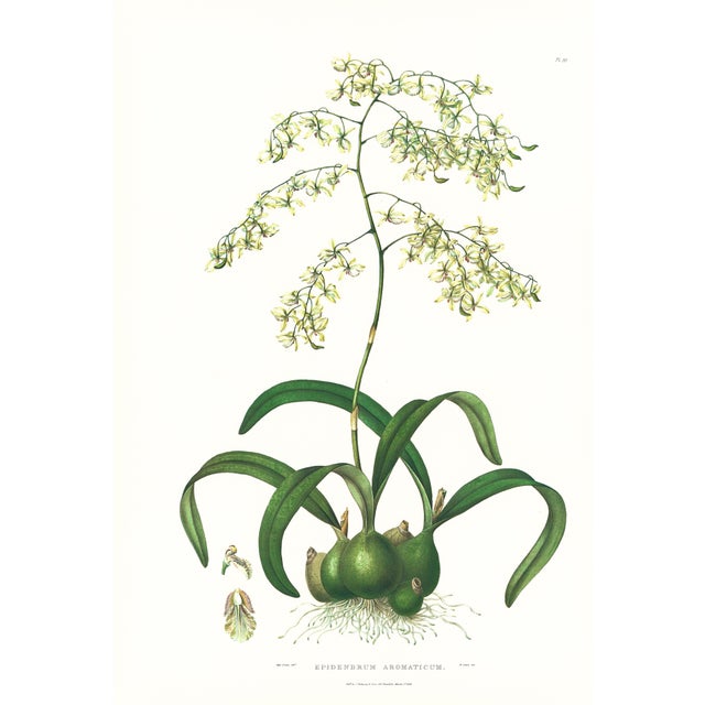 Large 1973 Orchid Flower Lithograph "Epidendrum Aromaticum" (Aromatic Epidendrum) After James Bateman For Sale