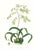 Large 1973 Orchid Flower Lithograph "Epidendrum Aromaticum" (Aromatic Epidendrum) After James Bateman For Sale