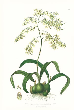 Large 1973 Orchid Flower Lithograph "Epidendrum Aromaticum" (Aromatic Epidendrum) After James Bateman