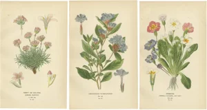 Sea-Pink, Ceratostigma and Primrosel, 1897, Paper, Set of 3