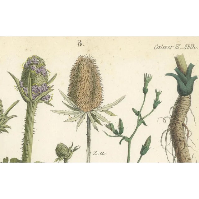 Mid 19th Century Carl Georg Calwer, Botanical Illustration of Teasel and Chicory, Calwer, 1854, Hand-Colored Lithograph For Sale - Image 5 of 6