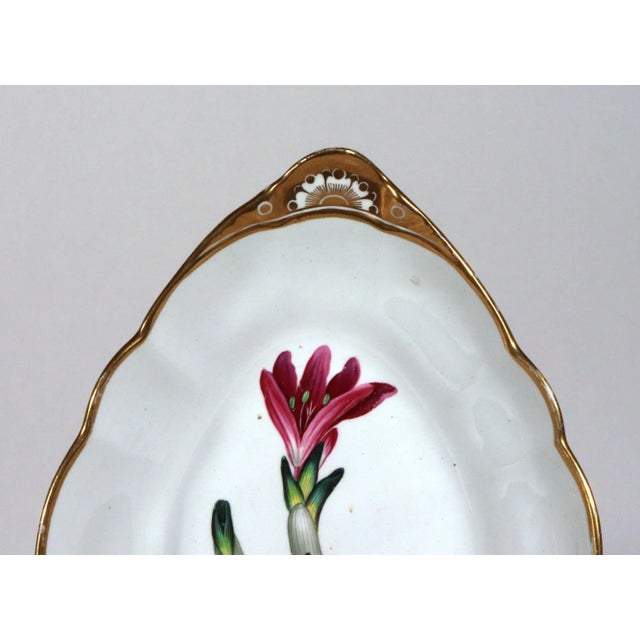Spode Porcelain Botanical Specimen Dish- Spring Meadow Saffron, After William Curtis For Sale - Image 9 of 12