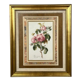 Vintage Botanical Rose Rosa Centifolia After Van Spaendonck Gilt Framed Print 1960's For Sale