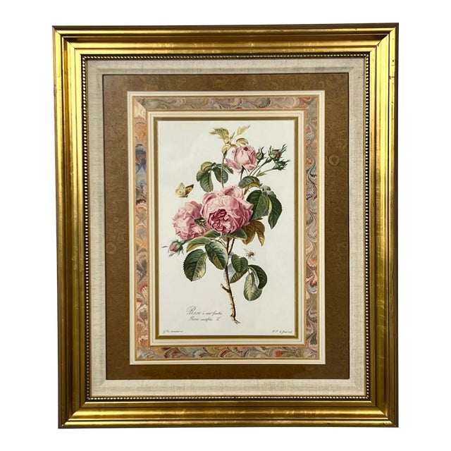 Vintage Botanical Rose Rosa Centifolia After Van Spaendonck Gilt Framed Print 1960's For Sale