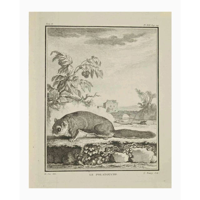 Le Polatouche is an etching realized by Jean Charles Baquoy in 1771. It belongs to the suite "Histoire Naturelle de...