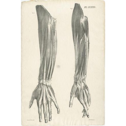 Jules Cloquet, French Anatomical, 1821, Lithograph, Set of 3 For Sale - Image 4 of 10