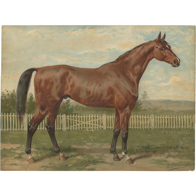After Eerelman, Thoroughbred Horse Portrait, Pur Sang, Lithograph, 1898 For Sale