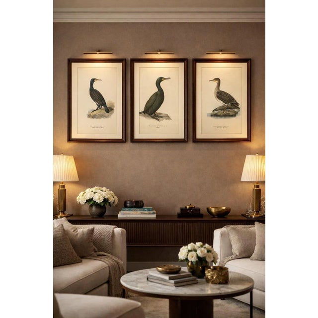 Antique Cormorant Bird Lithographs Set of 3, Scandinavian Birds Sweden 1929 This elegant set of three Scandinavian...