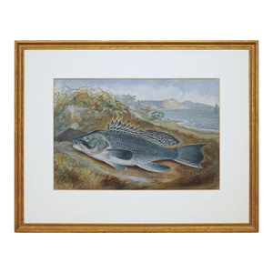 Sea Bass Antique Framed Fish Chromolithograph Kilbourne American Art