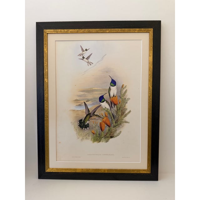 1990s Framed Print, Chimborazian Hillstar Hummingbird (Plate 68 - Hill House Edition) Reproduction Print After John Gould For Sale - Image 10 of 10