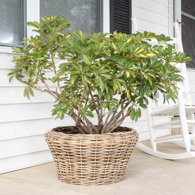 Artifacts Rattan Round Cone Planter with Black Plastic Insert, Natural, 22" For Sale - Image 9 of 10