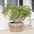 Artifacts Rattan Round Cone Planter with Black Plastic Insert, Natural, 22" For Sale - Image 9 of 10