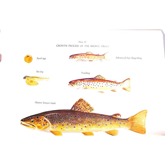 "The Compleat Brown Trout" 1974 Heacox, Cecil For Sale In New York - Image 6 of 6