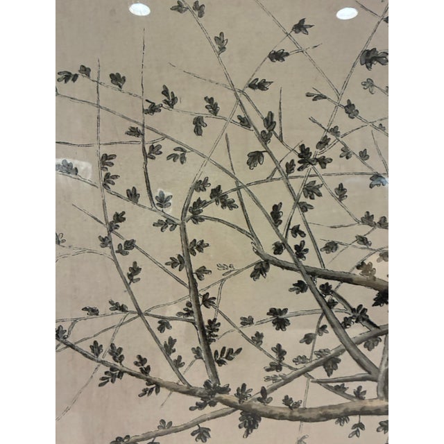 Natural Curiosities “Balefsan” Bruce’s Travels Botanical Tree Print, Framed For Sale - Image 4 of 9