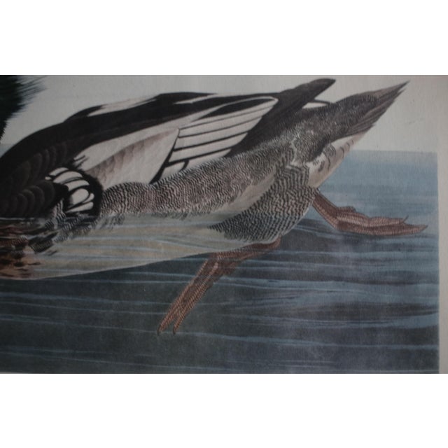 Mid-Century Lithograph of Audubon's "Red Breasted Merganser," in Dark Wood Frame For Sale - Image 6 of 17