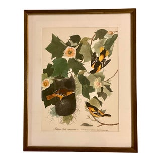 1960s Audubon Folio Prints John James Audubon Baltimore Oriole Framed For Sale