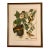 1960s Audubon Folio Prints John James Audubon Baltimore Oriole Framed For Sale