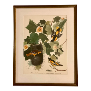 1960s Audubon Folio Prints John James Audubon Baltimore Oriole Framed
