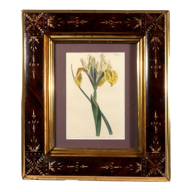 Traditional Pair of Antique Botanical Iris Engravings, Curtis's Botanical Magazine, Framed, 1803–1804 For Sale - Image 3 of 10