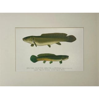 Dogfish Male & Female, Circa 1903 For Sale