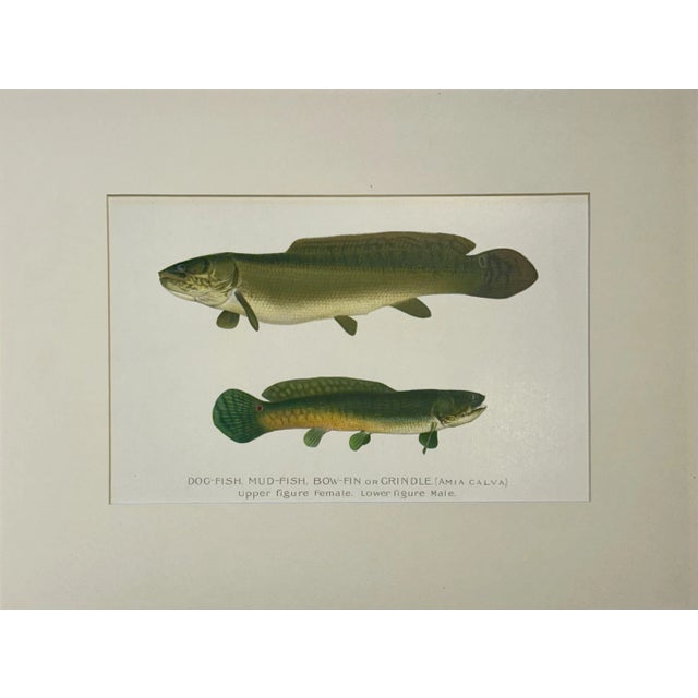 Dogfish Male & Female, Circa 1903 For Sale