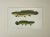 Dogfish Male & Female, Circa 1903 For Sale