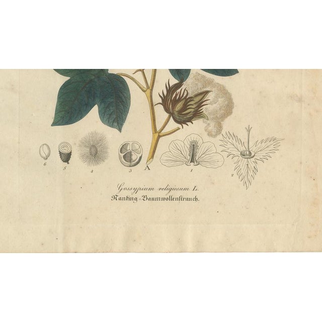 Antique Cotton Botanical Print, 1831 For Sale - Image 5 of 10