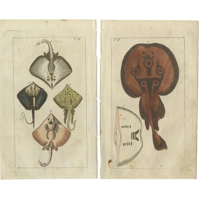 G. T. Wilhelm, Fish: Common Torpedo Ray, Skate, Stingray, 1832, Prints, Set of 2 For Sale - Image 6 of 6