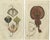 G. T. Wilhelm, Fish: Common Torpedo Ray, Skate, Stingray, 1832, Prints, Set of 2 For Sale - Image 6 of 6